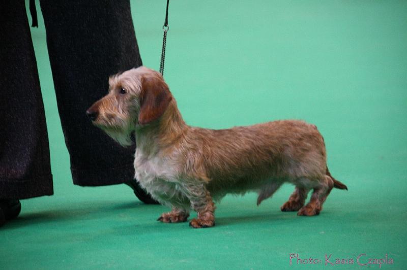 Crufts2011_2 505.jpg